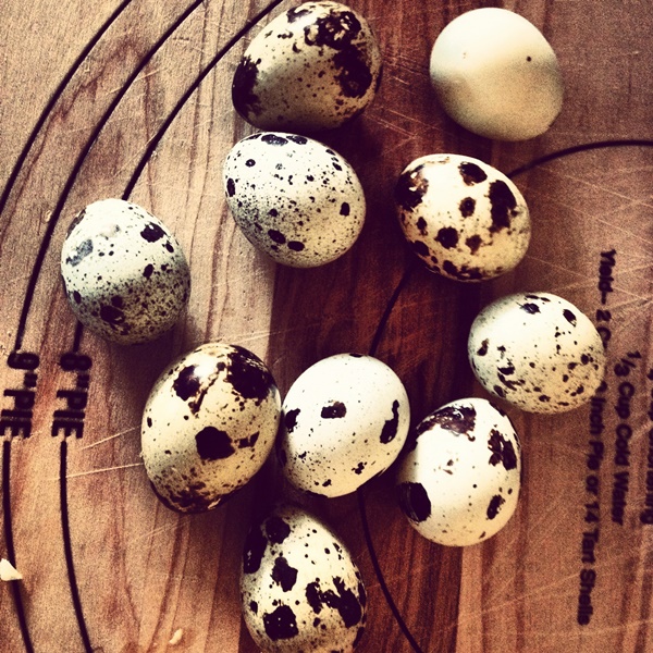 Làm đẹp với trứng chim cút – Nhỏ xinh mà lợi hại!