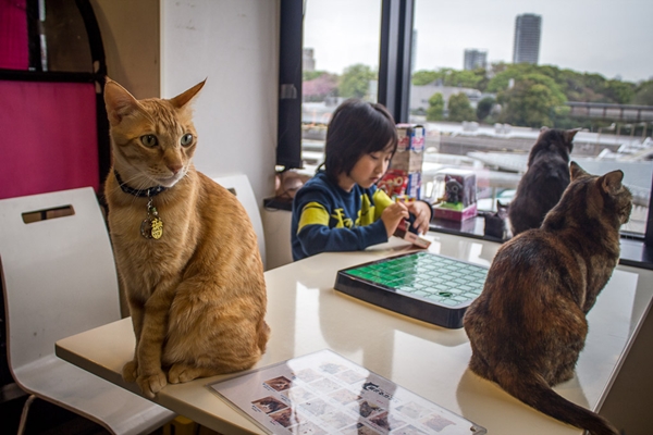 Đến Tokyo, chớ quên ghé thăm cà phê mèo