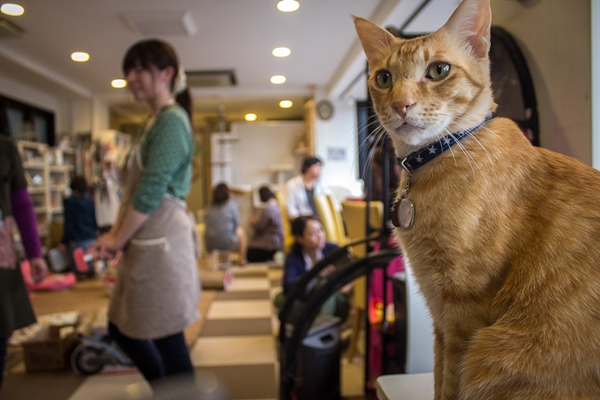 Đến Tokyo, chớ quên ghé thăm cà phê mèo