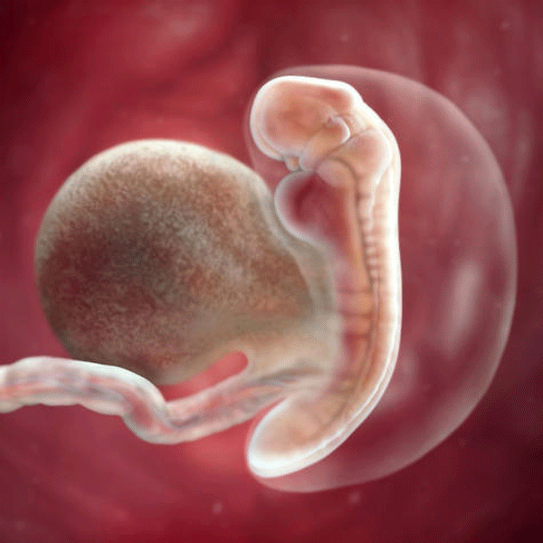 Tuần thứ 5 - Những biểu hiện thai nghén đầu tiên của mẹ 