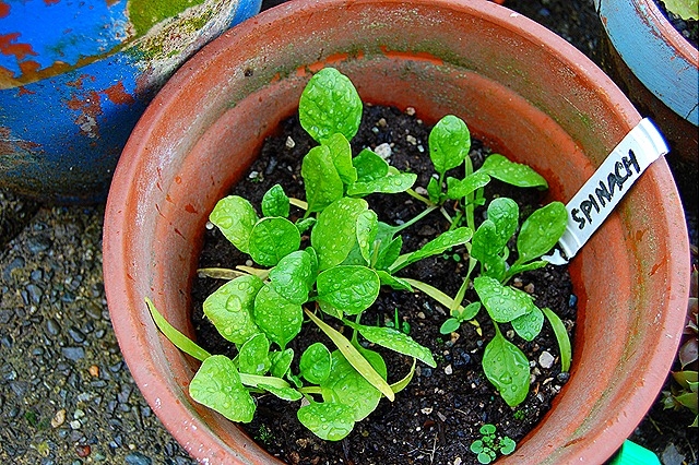 Rau chan vit - Hướng dẫn trồng rau chân vịt trong chậu 5