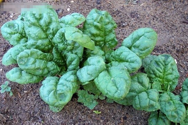 Rau chan vit - Hướng dẫn trồng rau chân vịt trong chậu 9