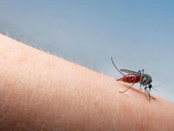 7 cách tránh muỗi đốt hiệu quả trong mùa hè