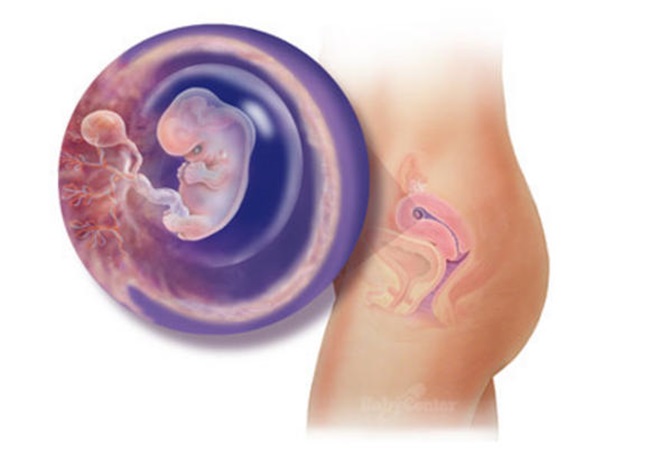 Những bước phát triển diệu kì của thai nhi trong bụng mẹ