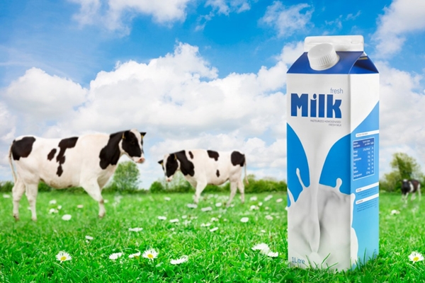 Phương pháp giảm cân với sữa