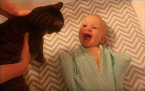 Clip vui: Bé không thể phấn khích hơn khi chơi với mèo