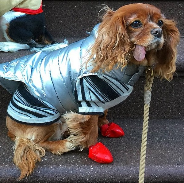 Những thiếu gia và tiểu thư chó ăn mặc sành điệu nhất trên Instagram