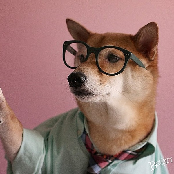 Những thiếu gia và tiểu thư chó ăn mặc sành điệu nhất trên Instagram
