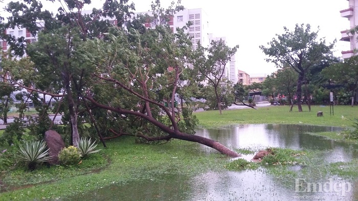 Sau bão số 3, nhiều cây xanh  bị đổ và kè biển bị sạt lở