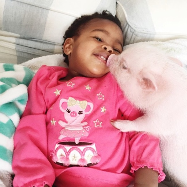 Tình bạn thân thiết giữa bé gái 2 tuổi và chú lợn nhỏ xíu đáng yêu