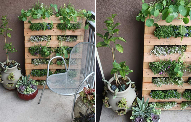 Những cách trồng cây trên tường bạn nên thử cho không gian nhà
