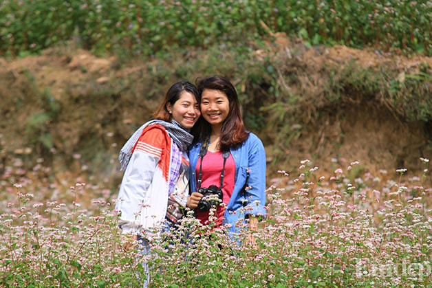 Ảnh: Đẹp nao lòng mùa hoa tam giác mạch ở Hà Giang
