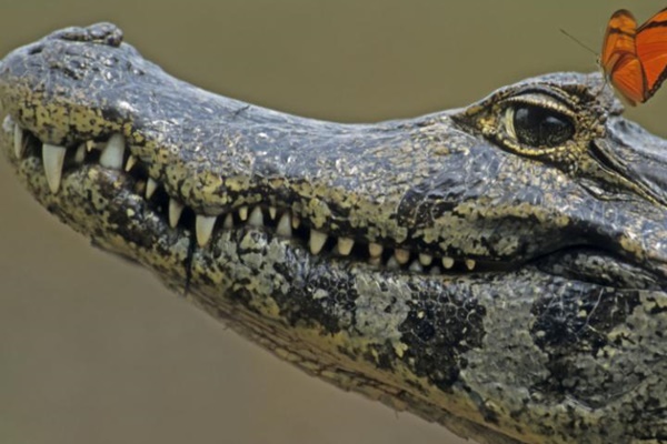 5 lý do khiến bạn muốn thử làm đẹp bằng  mỡ cá sấu