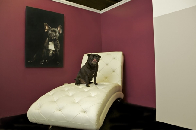 Ghé thăm khách sạn siêu sang trọng cho “cún” tại New York