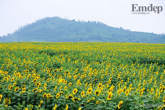 Ngất ngây với cánh đồng hoa hướng dương ngút ngàn ở Nghệ An