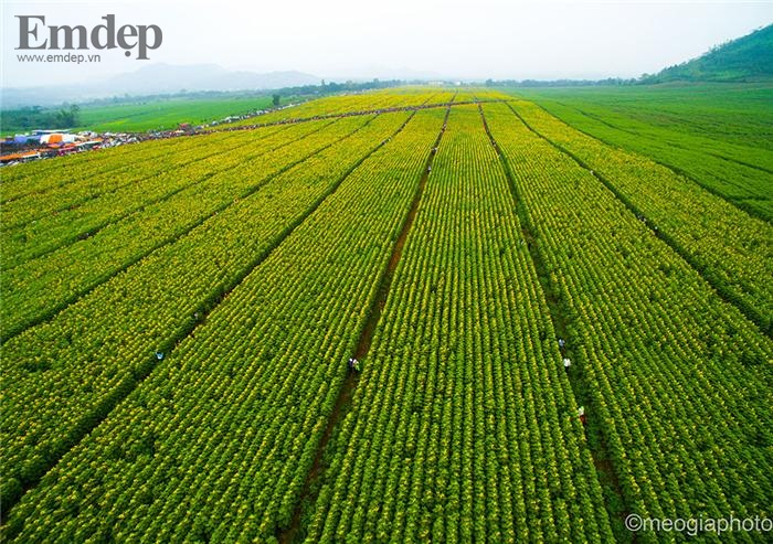 Ngất ngây với cánh đồng hoa hướng dương ngút ngàn ở Nghệ An