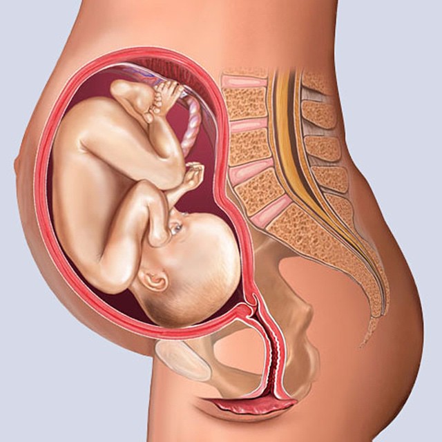 Tháng thứ 8 thai kỳ: Điều gì chờ đợi mẹ ở phía trước