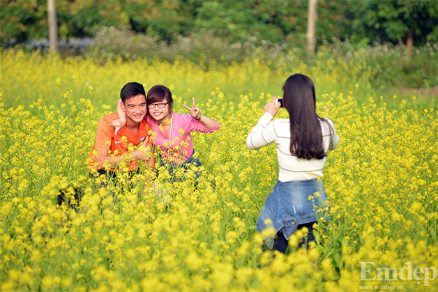 Ảnh: Cánh đồng cải vàng rực đẹp hút mắt giữa mùa đông Hà Nội