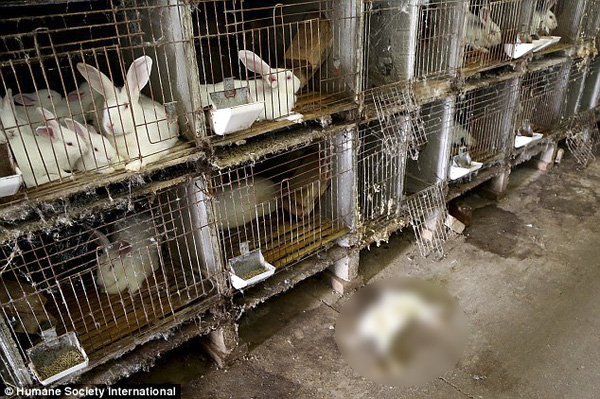 Hình ảnh gây sốc bên trong xưởng lột da thỏ để bán