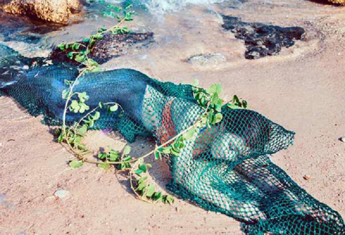 Sự thật việc ngư dân Quảng Nam bắt được nàng tiên cá nặng 48 kg