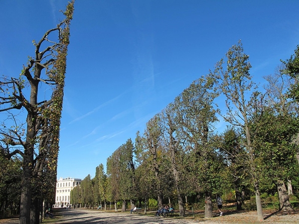 Những hàng cây “màn hình phẳng” tại cung điện Schonbrunn