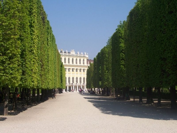 Những hàng cây “màn hình phẳng” tại cung điện Schonbrun