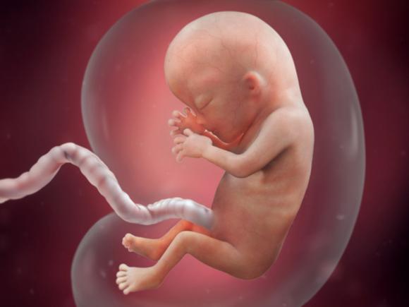 Những hình ảnh rõ nét nhất về thai nhi từng tuần tuổi