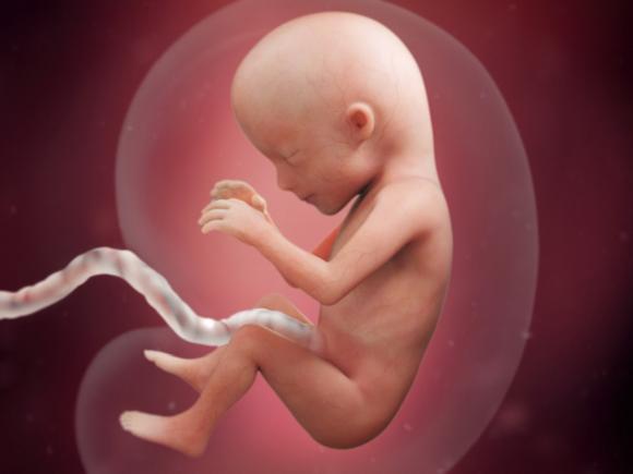 Giai đoạn phát triển của thai nhi trong bụng mẹ qua từng tuần (TT)