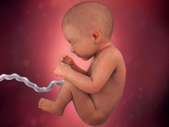 Giai đoạn phát triển của thai nhi trong bụng mẹ qua từng tuần (TT)