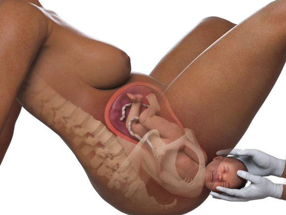 Sự phát triển của thai nhi trong bụng mẹ qua từng tuần (P3)