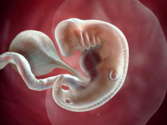 Sự phát triển của thai nhi trong bụng mẹ qua từng tuần