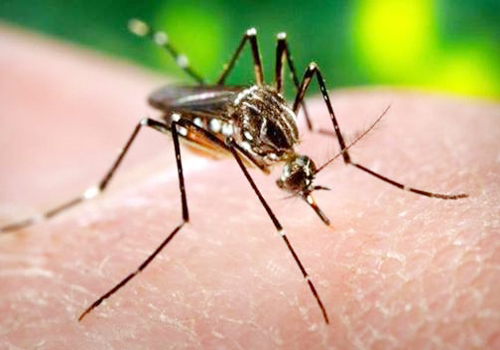 Cảnh báo loại virus ăn não do muỗi truyền 