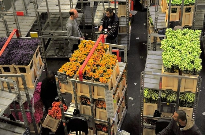 Tham gia phiên đấu giá hoa độc đáo tại Hà Lan