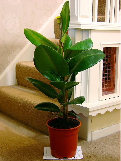 Mang không khí “Thiền” vào nhà với 10 loại cây xanh