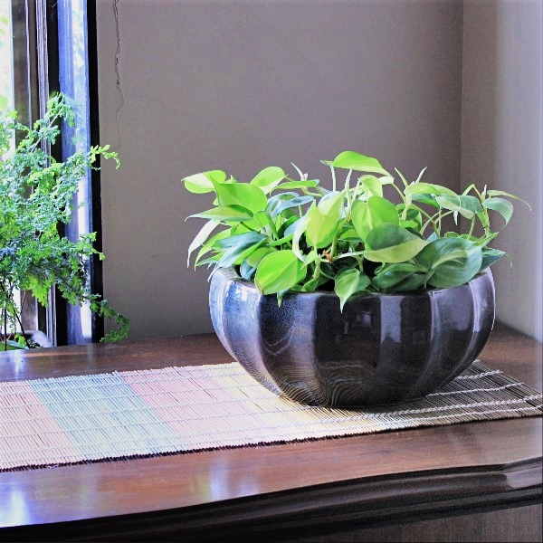 Mang không khí “Thiền” vào nhà với 10 loại cây xanh