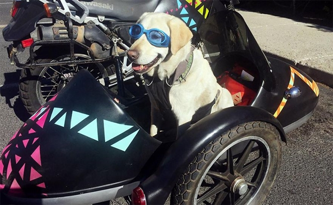 Ấn tượng với chú chó đi mô tô khám phá thế giới