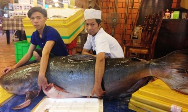 Con cá tra dầu khủng được mang về Sài Gòn