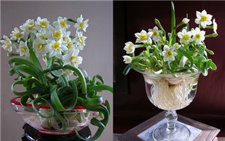Tự tay trồng và chăm sóc hoa tulip đón Tết cổ truyền