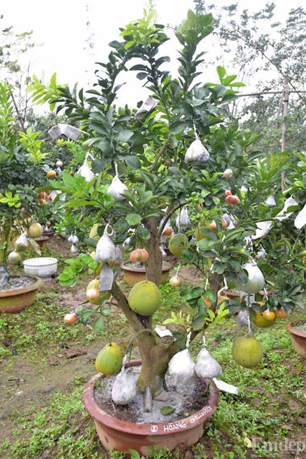 Độc đáo cây 10 loại quả Tết Nguyên đán Bính Thân