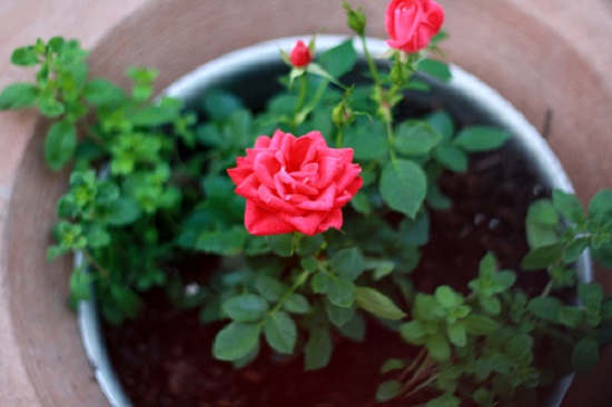 9 loài hoa hồng mang mùa xuân đến khu vườn nhà bạn