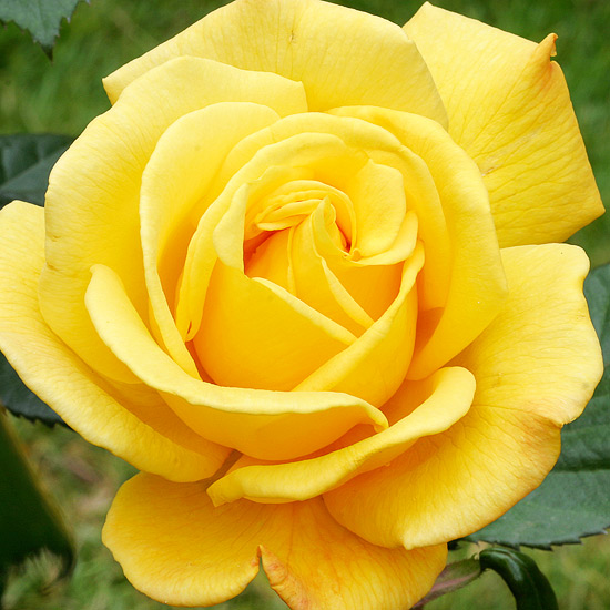 Những loại hoa hồng có hương thơm lôi cuốn nhất