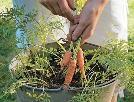 Dễ như trồng cà rốt trong thùng xốp