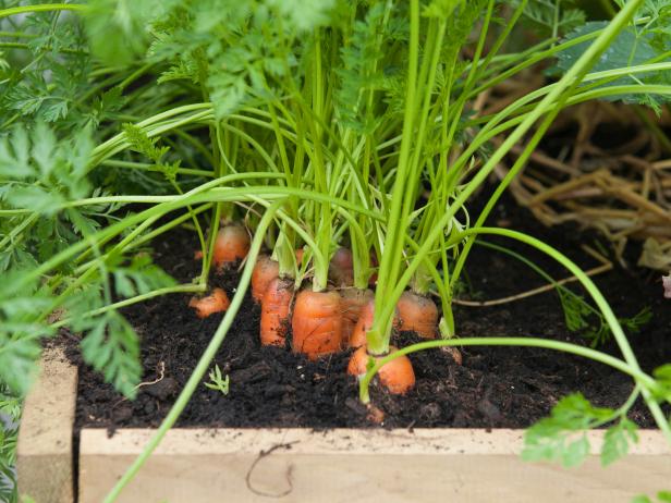 Dễ như trồng cà rốt tại nhà