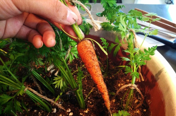 Dễ như trồng cà rốt tại nhà