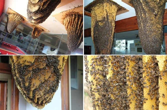Tiết lộ địa điểm ngắm ong làm mật mà không sợ bị đốt