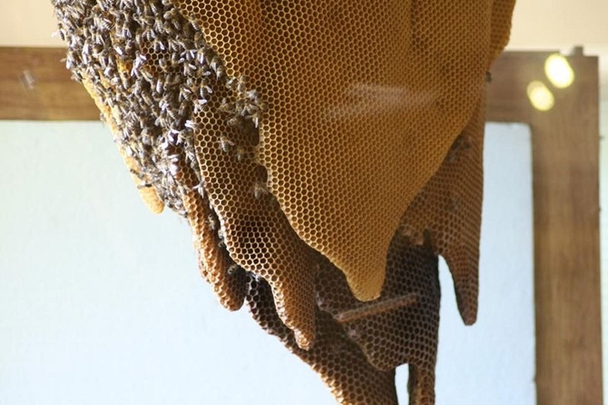 Tiết lộ địa điểm ngắm ong làm mật mà không sợ bị đốt