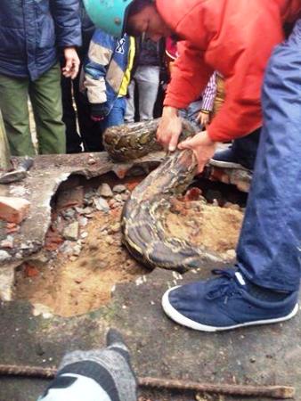 Thanh niên tay không bắt trăn khổng lồ trong mộ ở Hưng Yên