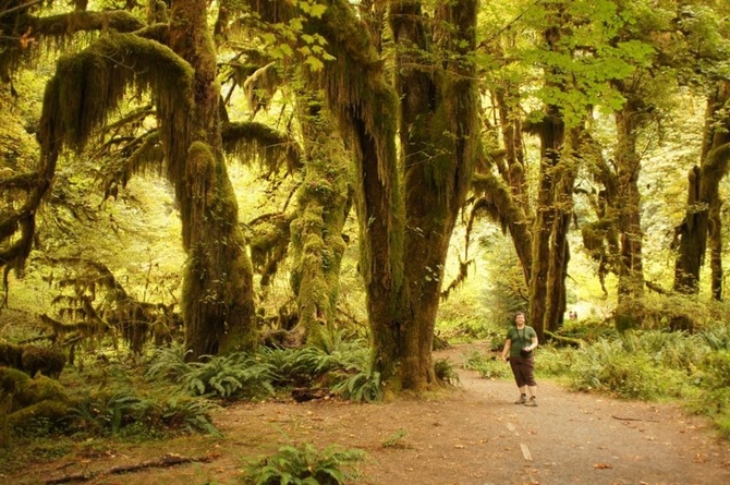 Độc đáo con đường rêu ba chiều ẩn khuất trong rừng sâu tại Mỹ