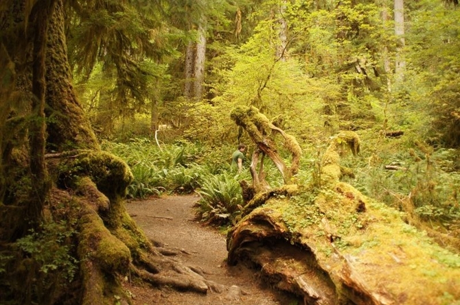 Độc đáo con đường rêu ba chiều ẩn khuất trong rừng sâu tại Mỹ