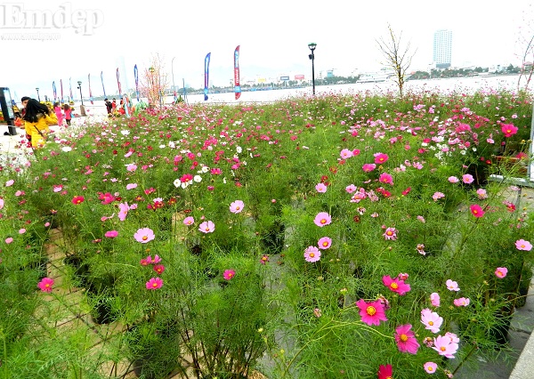 Chiêm ngưỡng vườn hoa xuân Đà Nẵng đẹp lung linh bên bờ sông Hàn